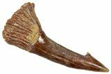 Fossil Sawfish (Onchopristis) Rostral Barb - Morocco #351662-1